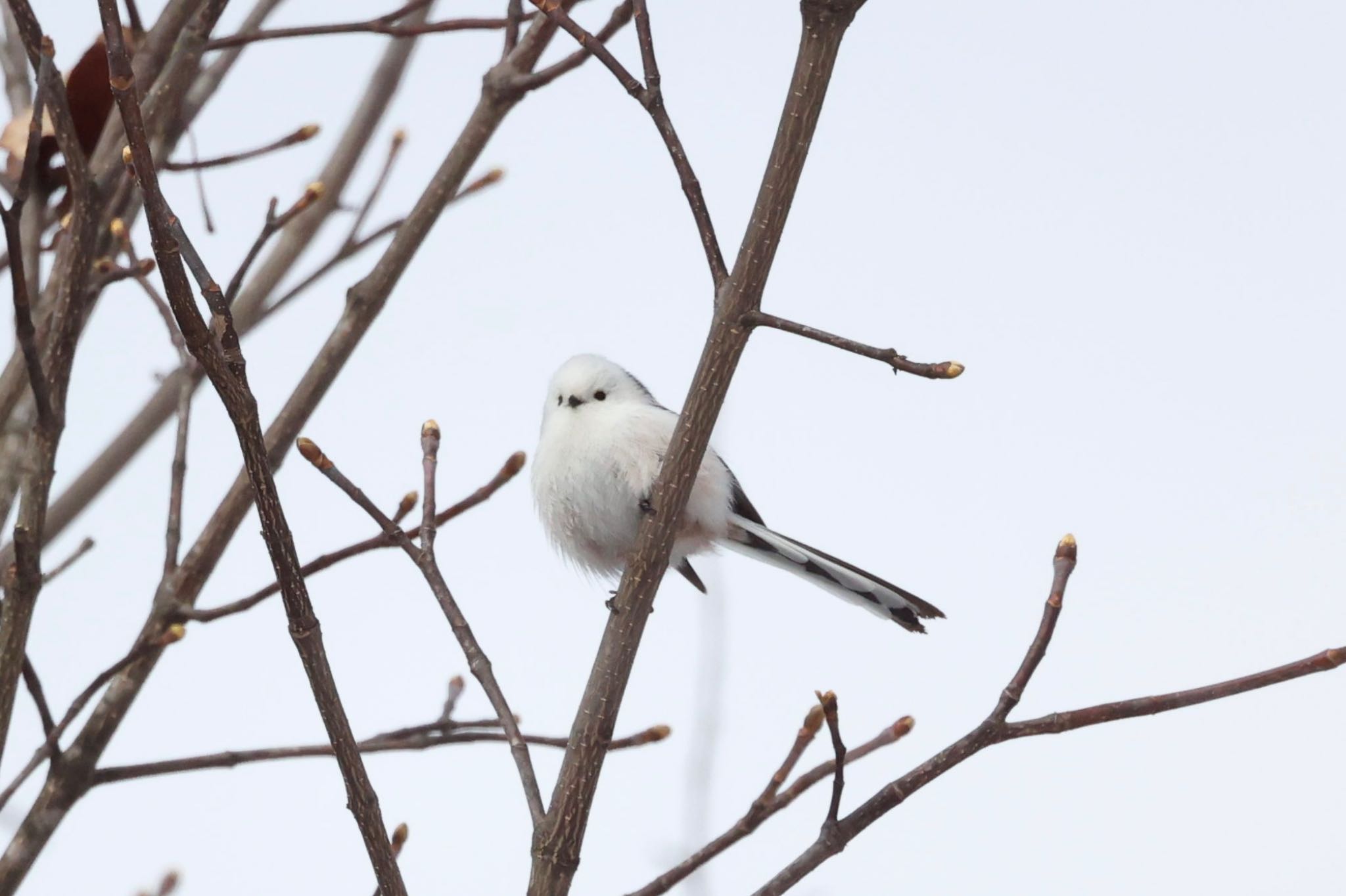 Photo of Long-tailed tit(japonicus) at 旭山公園 by 虹虹