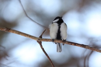 Japanese Tit 神楽岡公園 Sun, 3/10/2024