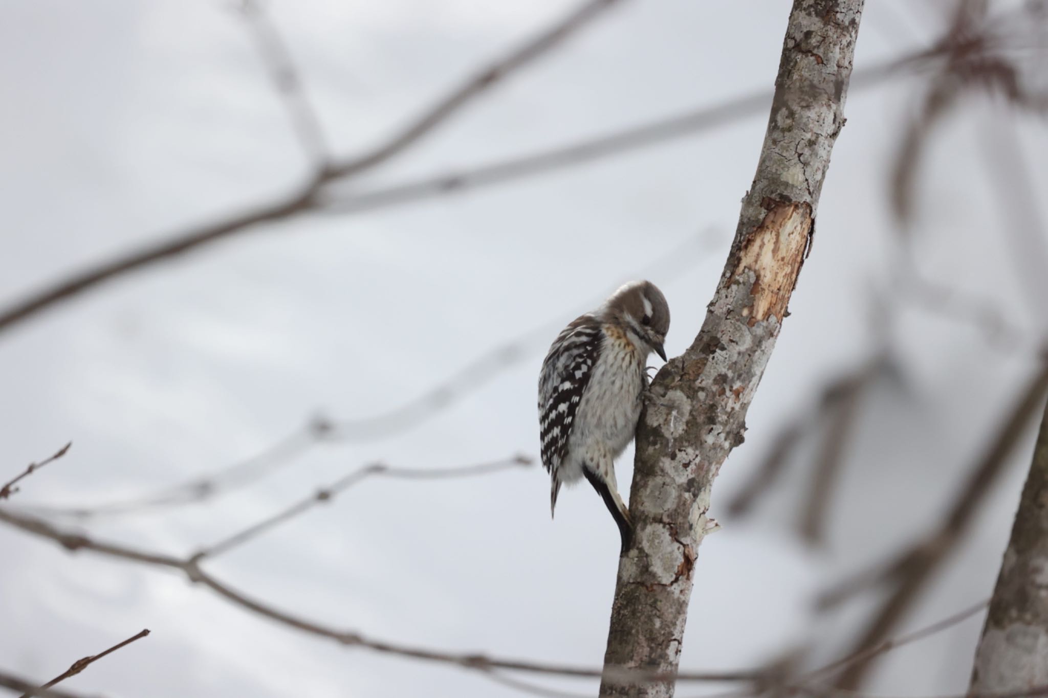 Photo of Japanese Pygmy Woodpecker(seebohmi) at 旭山公園 by 虹虹