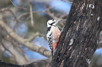 White-backed Woodpecker(subcirris) 神楽岡公園 Sun, 3/10/2024