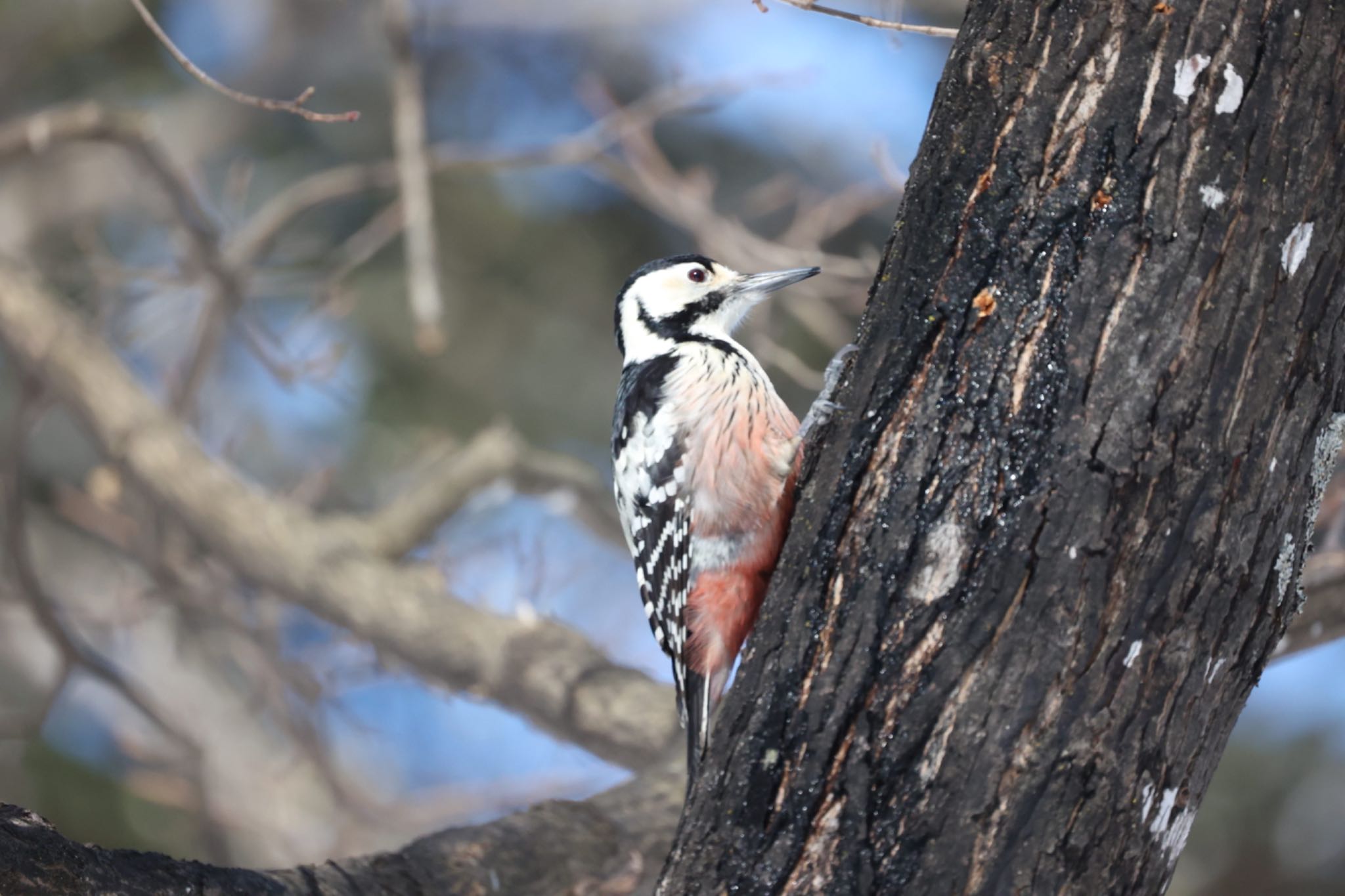 Photo of White-backed Woodpecker(subcirris) at 神楽岡公園 by 虹虹