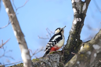 Great Spotted Woodpecker(japonicus) 神楽岡公園 Sun, 3/10/2024