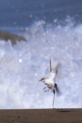 Sanderling 能美市海岸 Sun, 6/12/2022