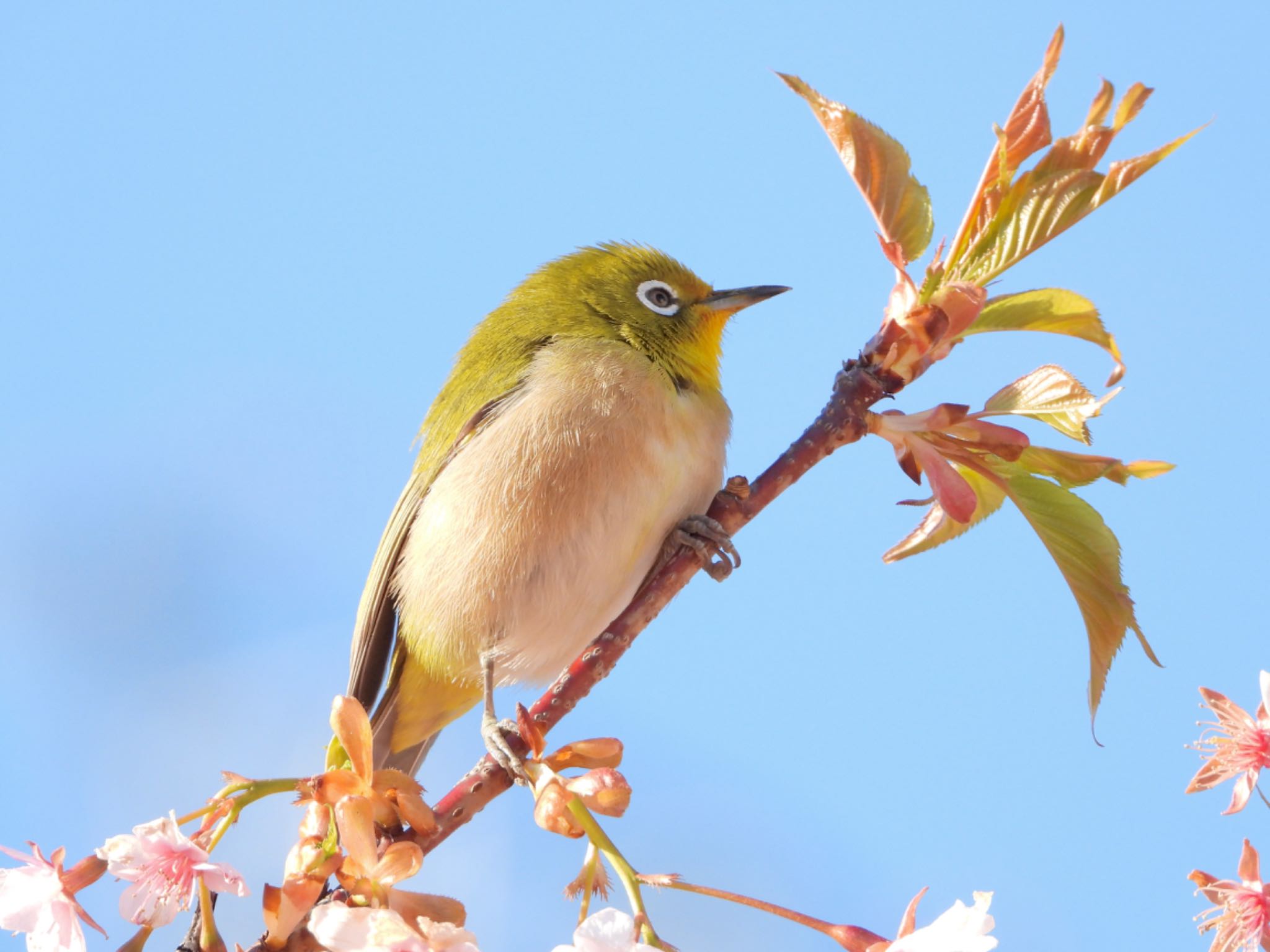 神奈川県 メジロの写真 by biglife_birds