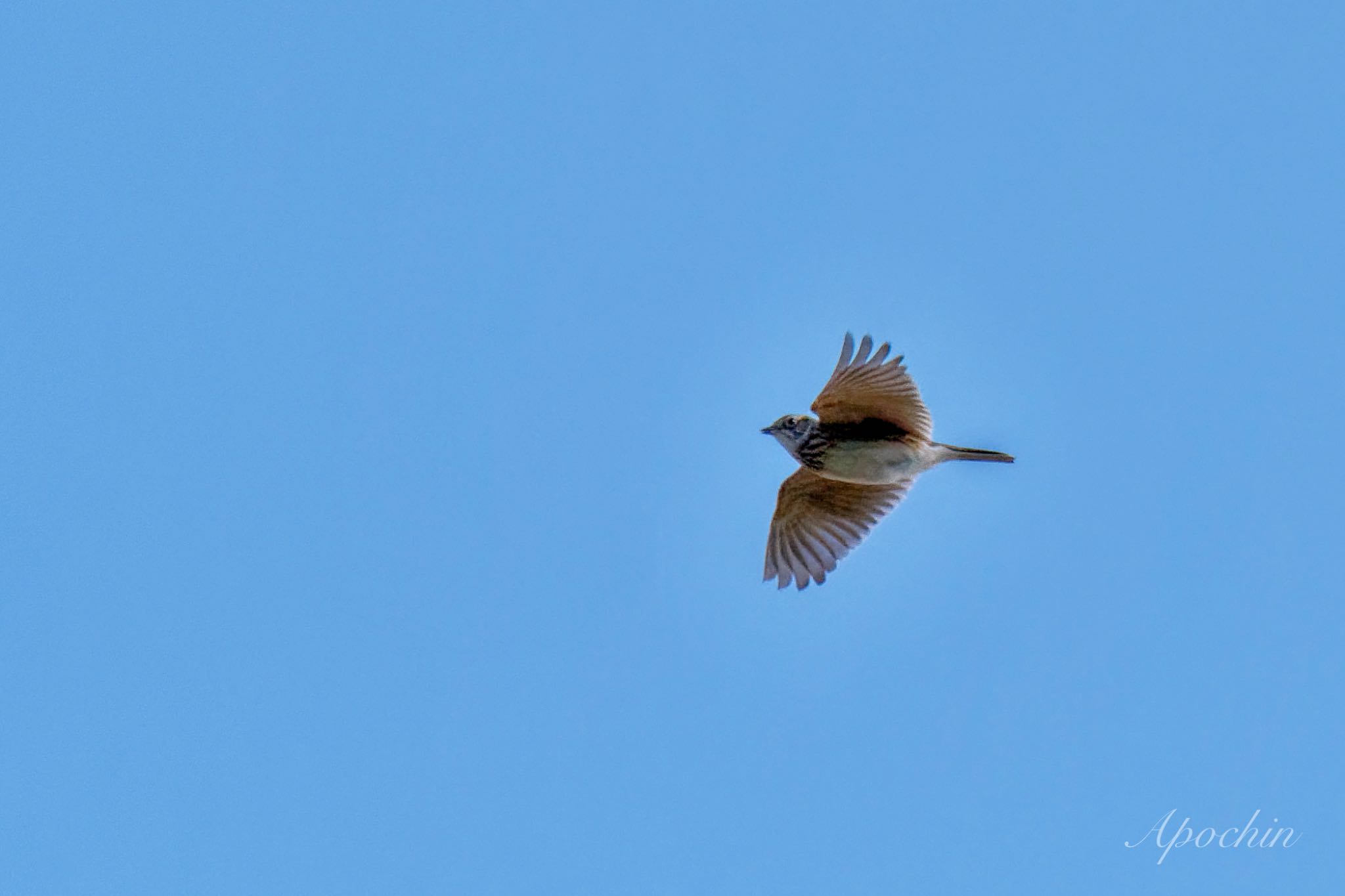 Photo of Eurasian Skylark at 利根川 by アポちん