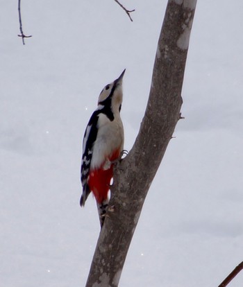 Great Spotted Woodpecker(japonicus) Makomanai Park Mon, 3/11/2024