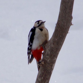 Great Spotted Woodpecker(japonicus) Makomanai Park Mon, 3/11/2024