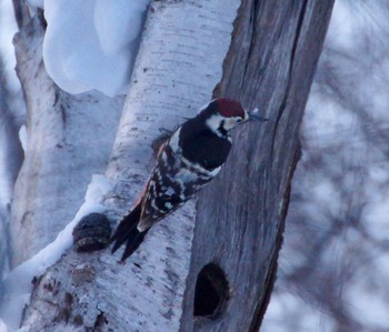 Great Spotted Woodpecker(japonicus) Makomanai Park Mon, 3/11/2024