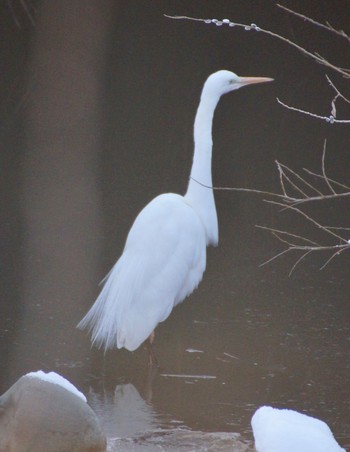 Great Egret Makomanai Park Mon, 3/11/2024