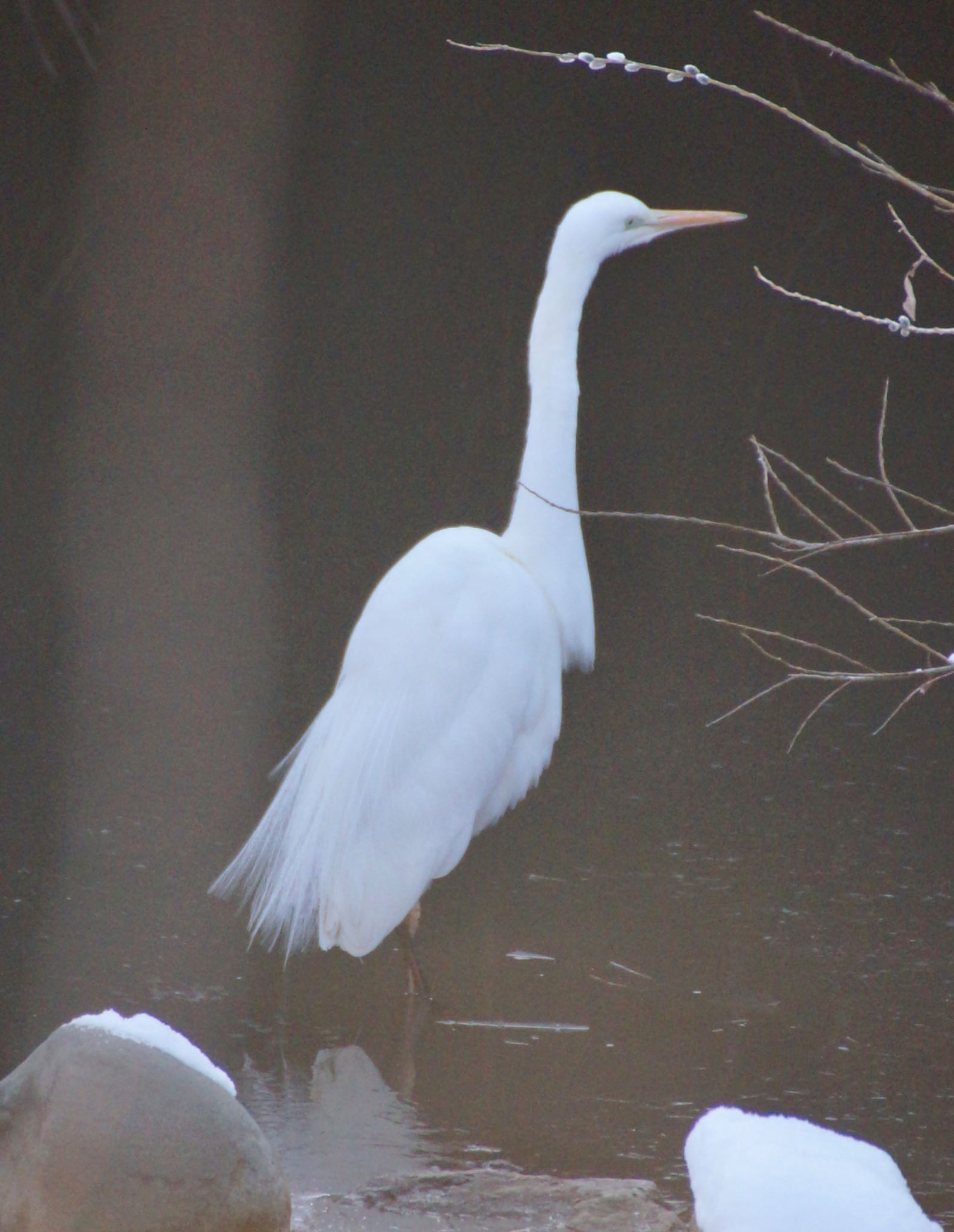 Photo of Great Egret at Makomanai Park by xuuhiro