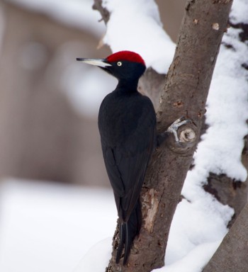 Black Woodpecker Makomanai Park Mon, 3/11/2024