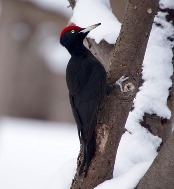 Black Woodpecker Makomanai Park Mon, 3/11/2024