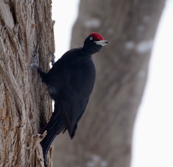 Black Woodpecker Makomanai Park Mon, 3/11/2024