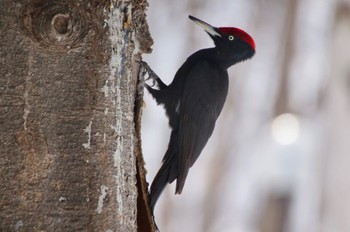 Black Woodpecker Makomanai Park Mon, 3/11/2024