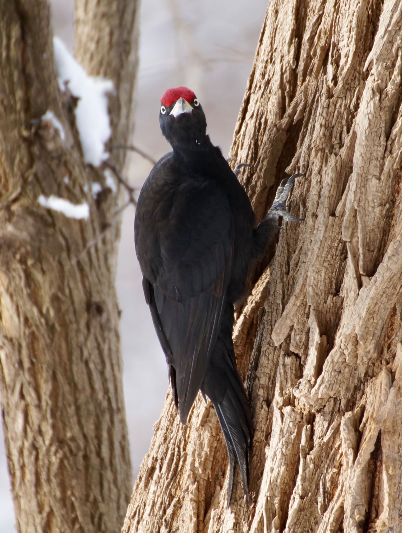 Photo of Black Woodpecker at Makomanai Park by xuuhiro