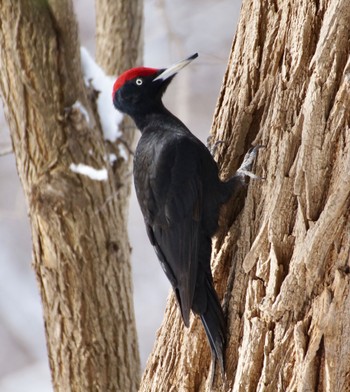 Black Woodpecker Makomanai Park Mon, 3/11/2024