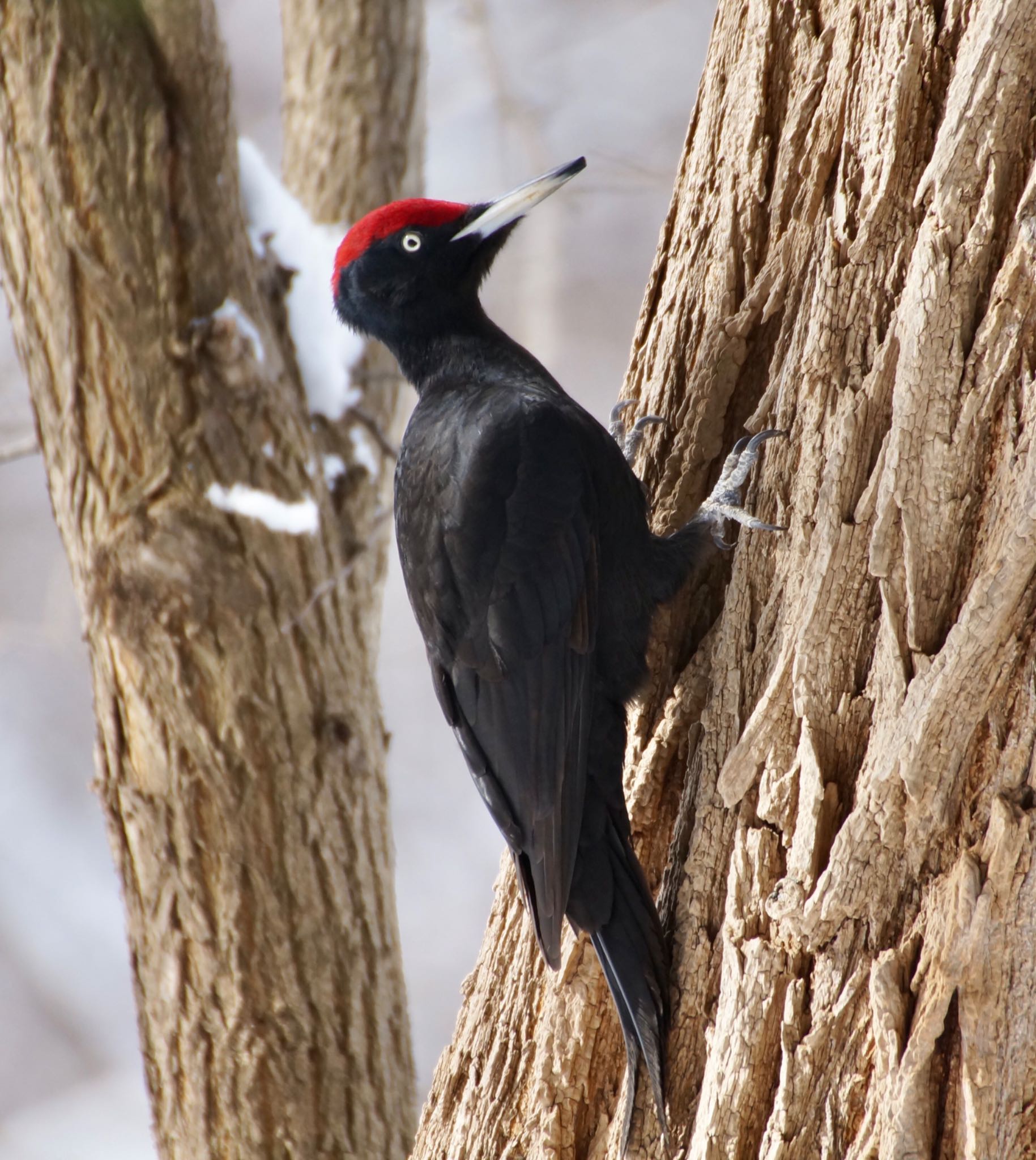 Photo of Black Woodpecker at Makomanai Park by xuuhiro