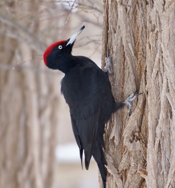 Black Woodpecker Makomanai Park Mon, 3/11/2024