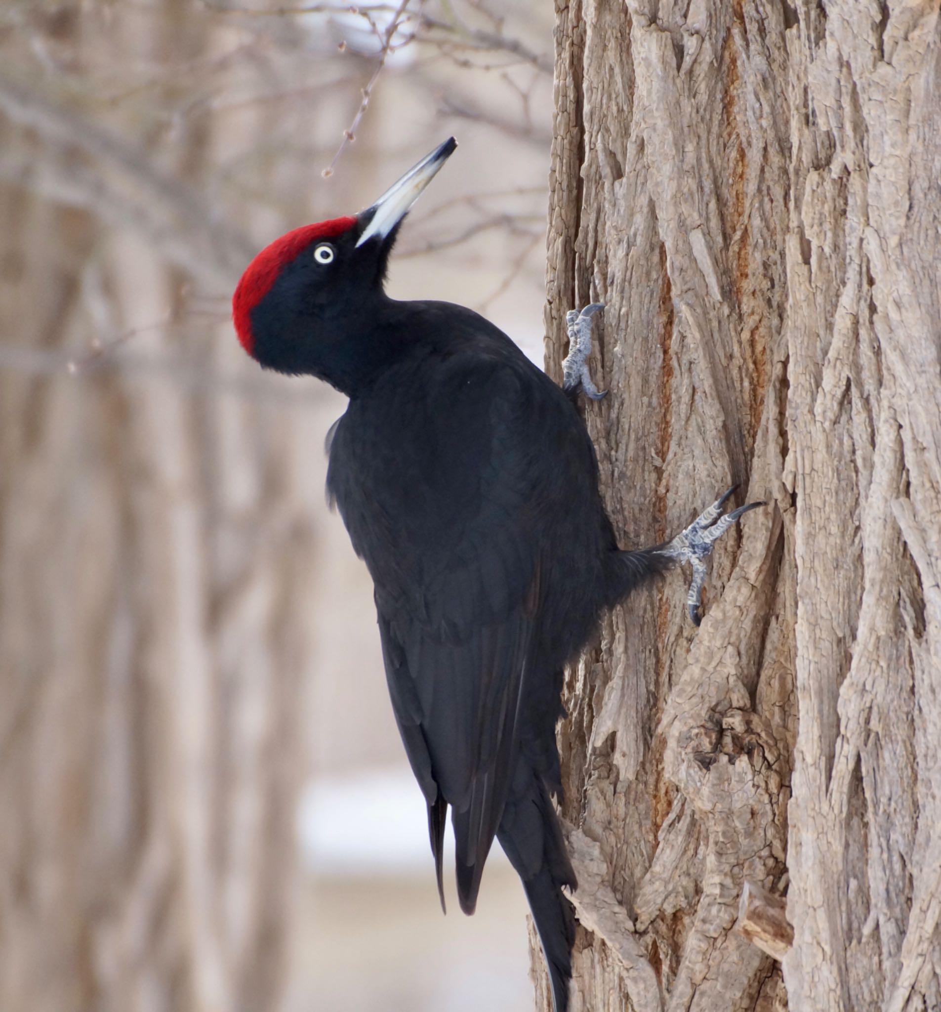 Photo of Black Woodpecker at Makomanai Park by xuuhiro