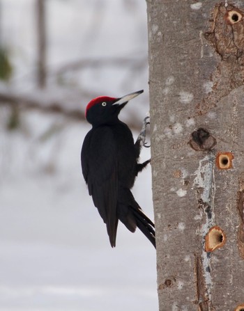 Black Woodpecker Makomanai Park Mon, 3/11/2024