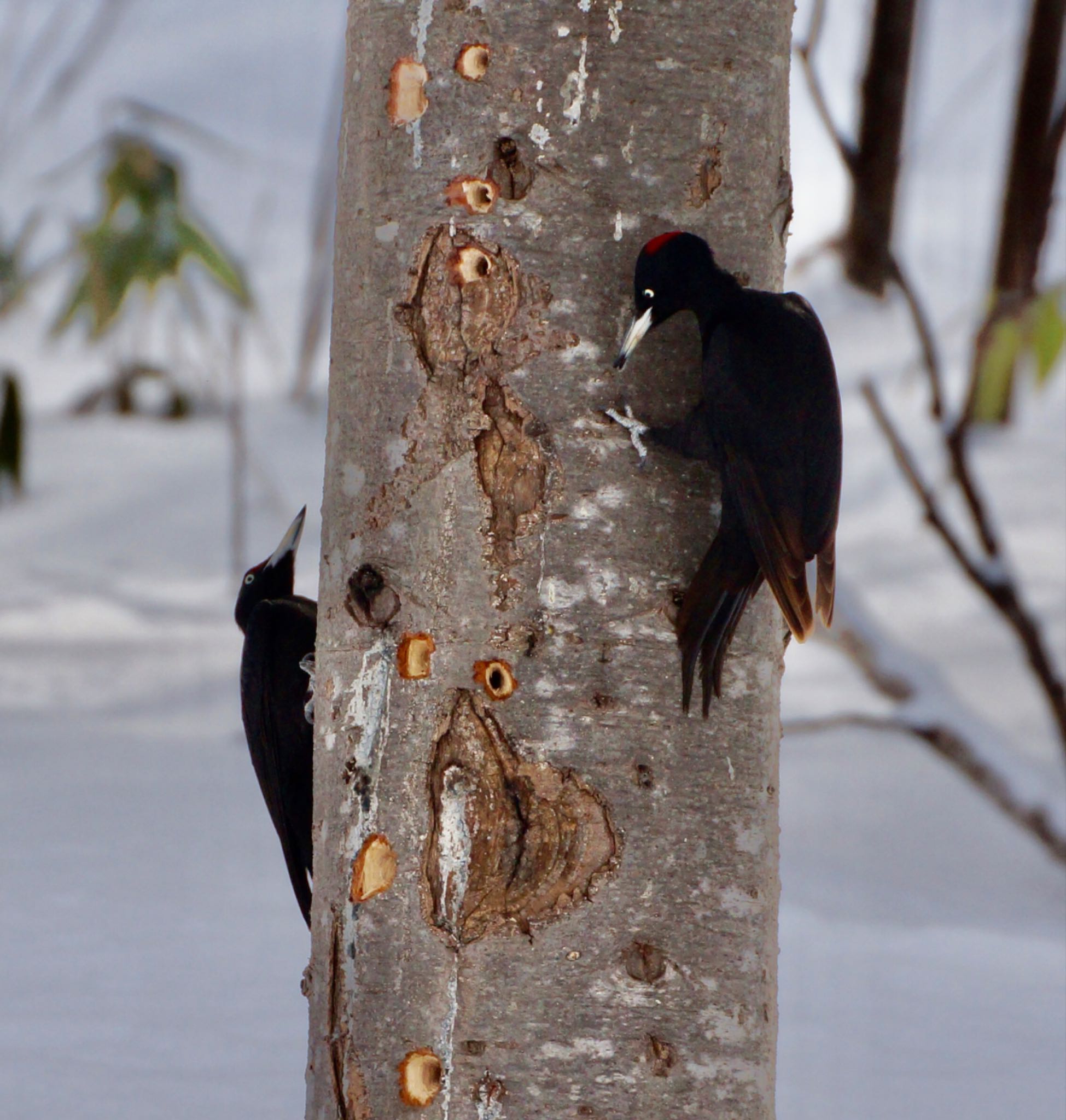 Photo of Black Woodpecker at Makomanai Park by xuuhiro