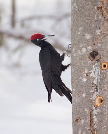 Black Woodpecker Makomanai Park Mon, 3/11/2024