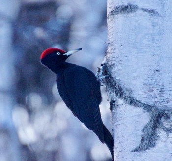 Black Woodpecker Makomanai Park Mon, 3/11/2024