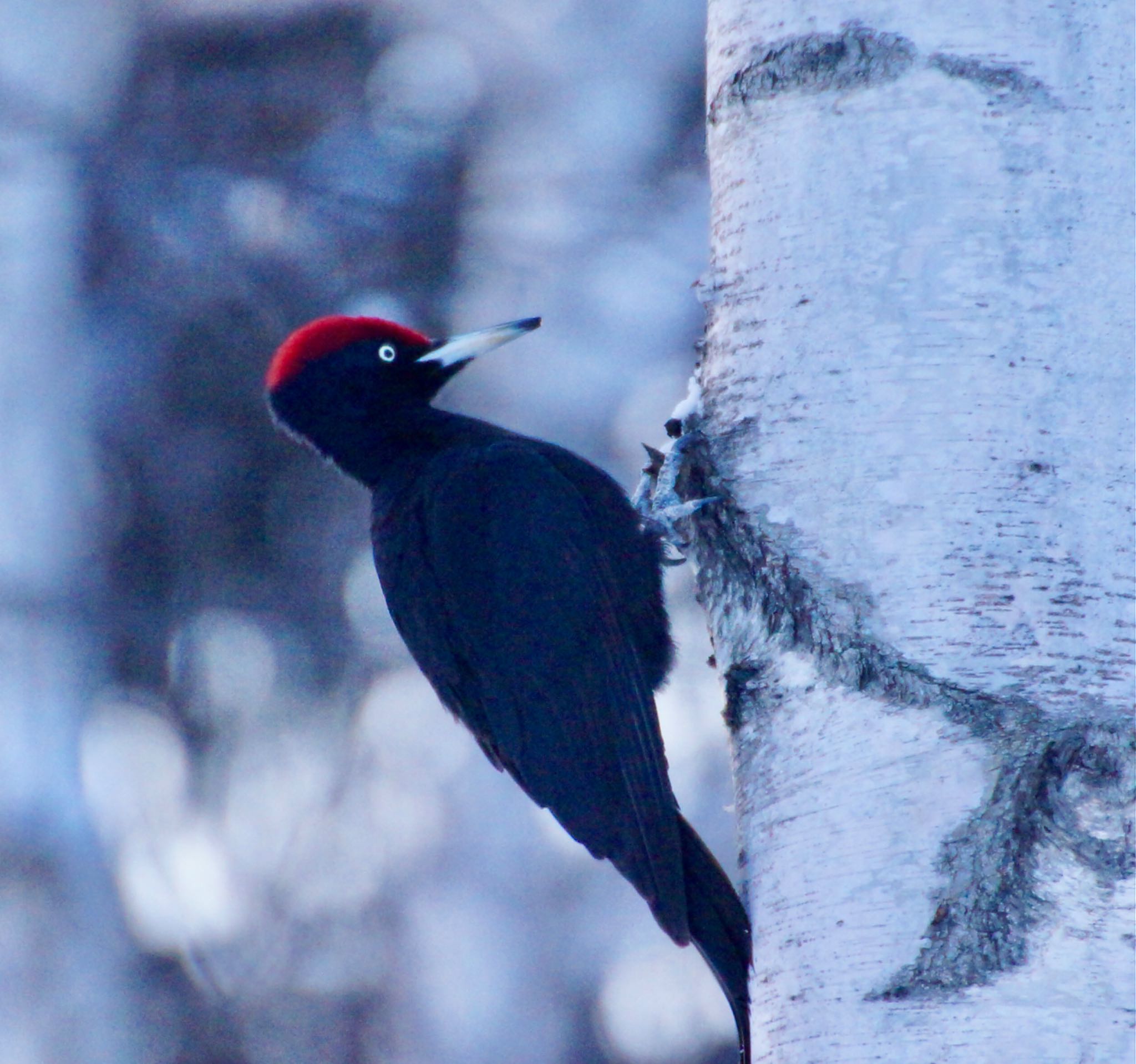 Photo of Black Woodpecker at Makomanai Park by xuuhiro