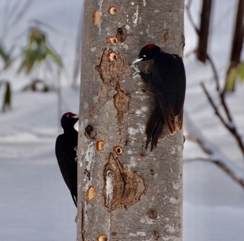 Black Woodpecker Makomanai Park Mon, 3/11/2024