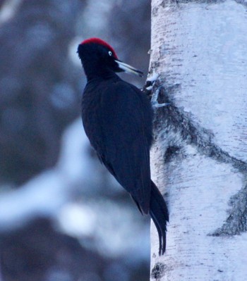 Black Woodpecker Makomanai Park Mon, 3/11/2024