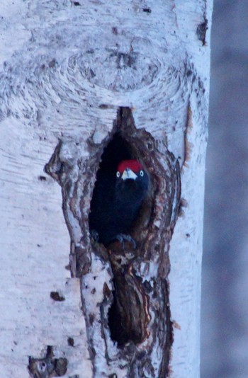 Black Woodpecker Makomanai Park Mon, 3/11/2024