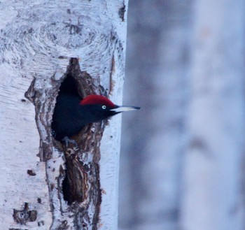 Black Woodpecker Makomanai Park Mon, 3/11/2024