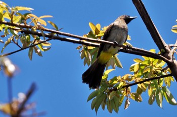 Common Bulbul ウガンダ Mon, 3/11/2024