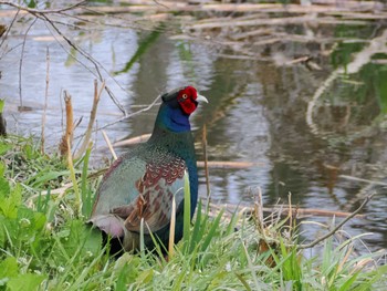 Green Pheasant Asaba Biotope Thu, 3/7/2024