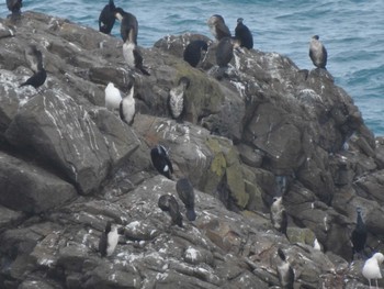 Japanese Cormorant 小樽祝津パノラマ展望台 Sun, 1/28/2024