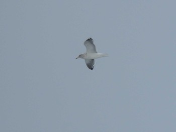 Slaty-backed Gull 小樽祝津パノラマ展望台 Sun, 1/28/2024