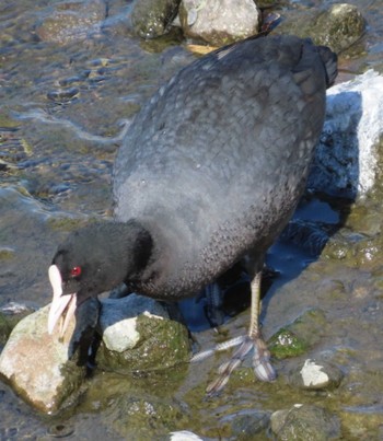 Eurasian Coot 安倍川河口 Mon, 3/11/2024