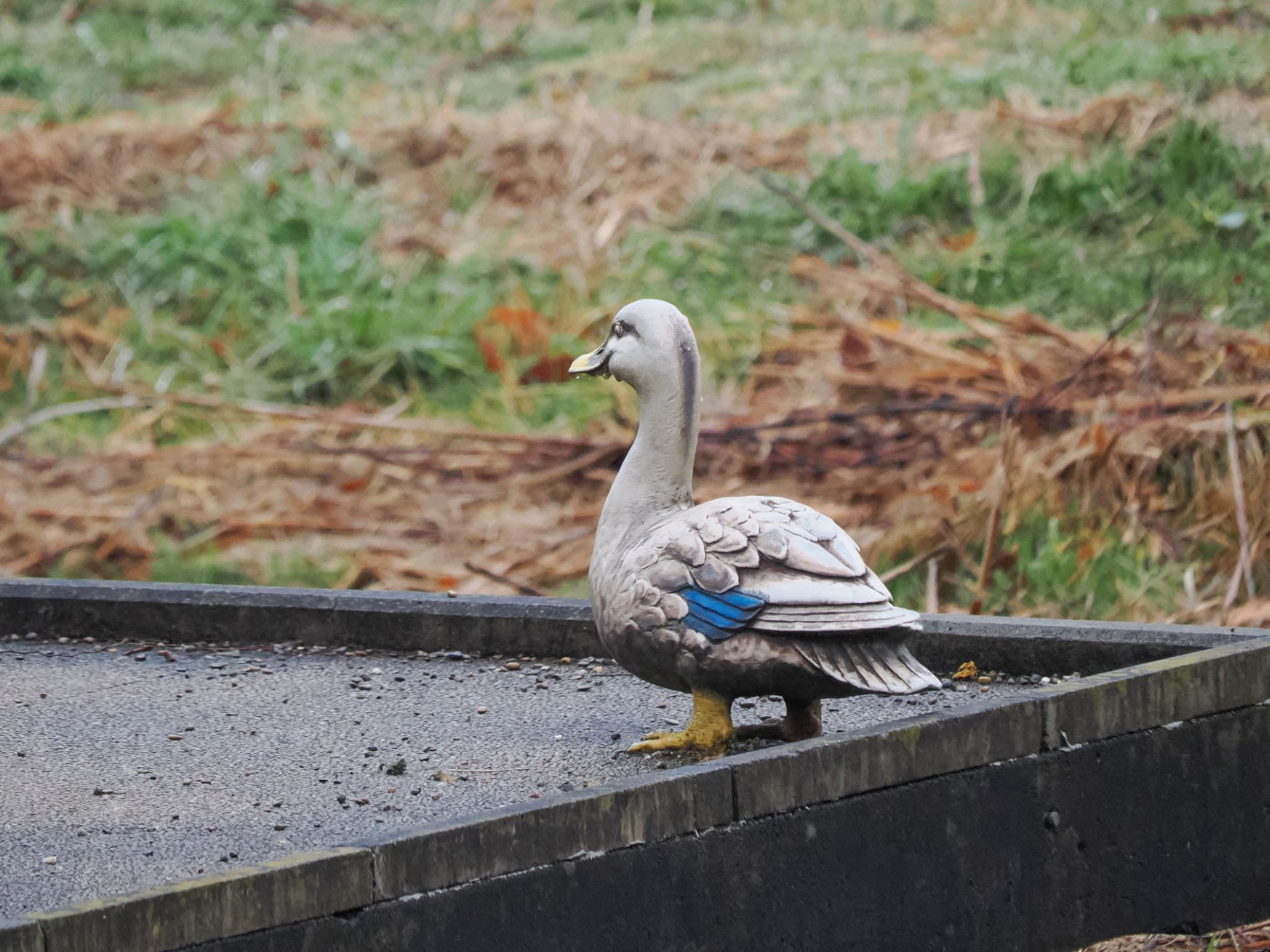 白いカルガモ？と思ったら公園のオブジェだった… by クロやん