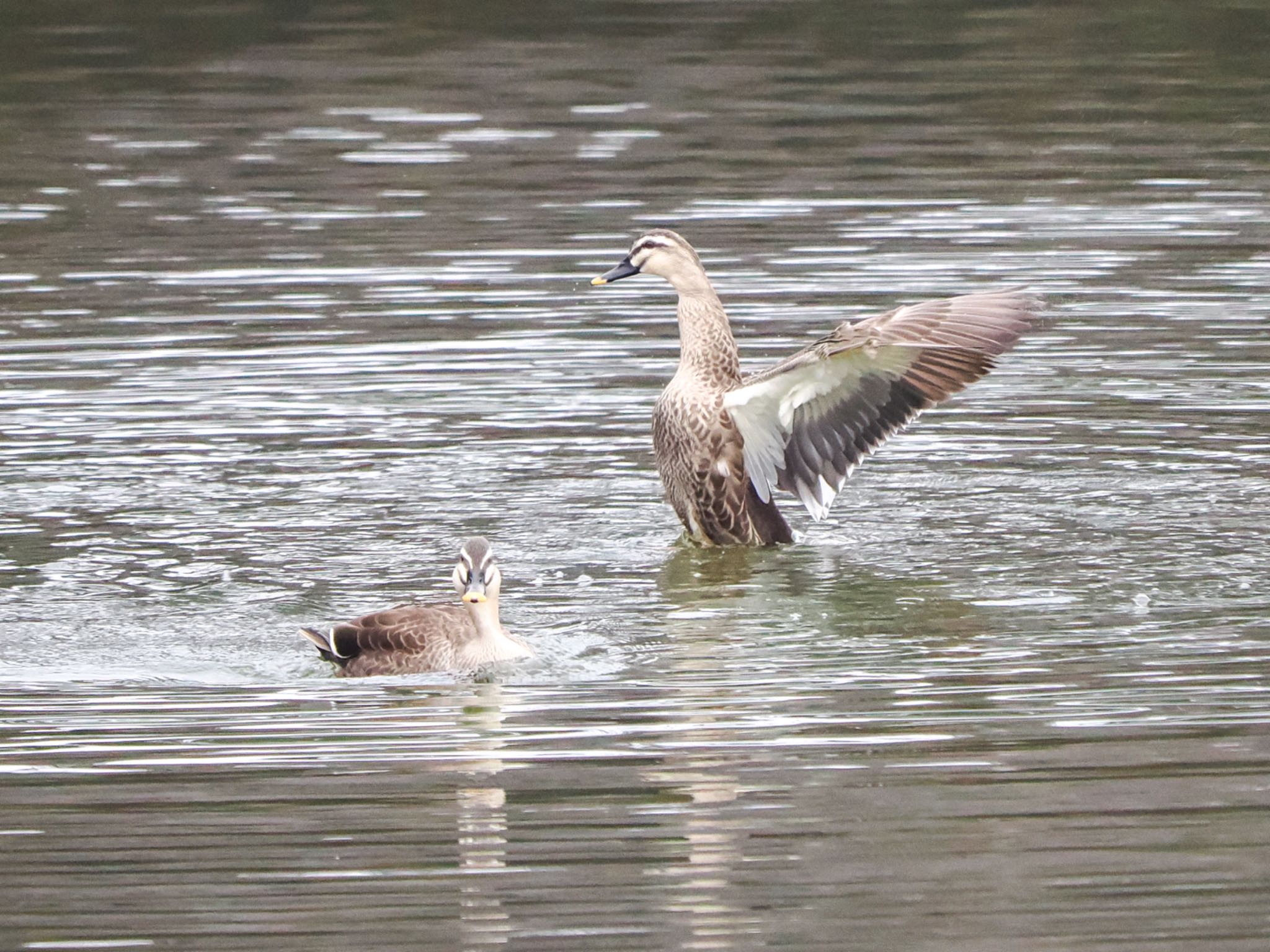 Eastern Spot-billed Duck