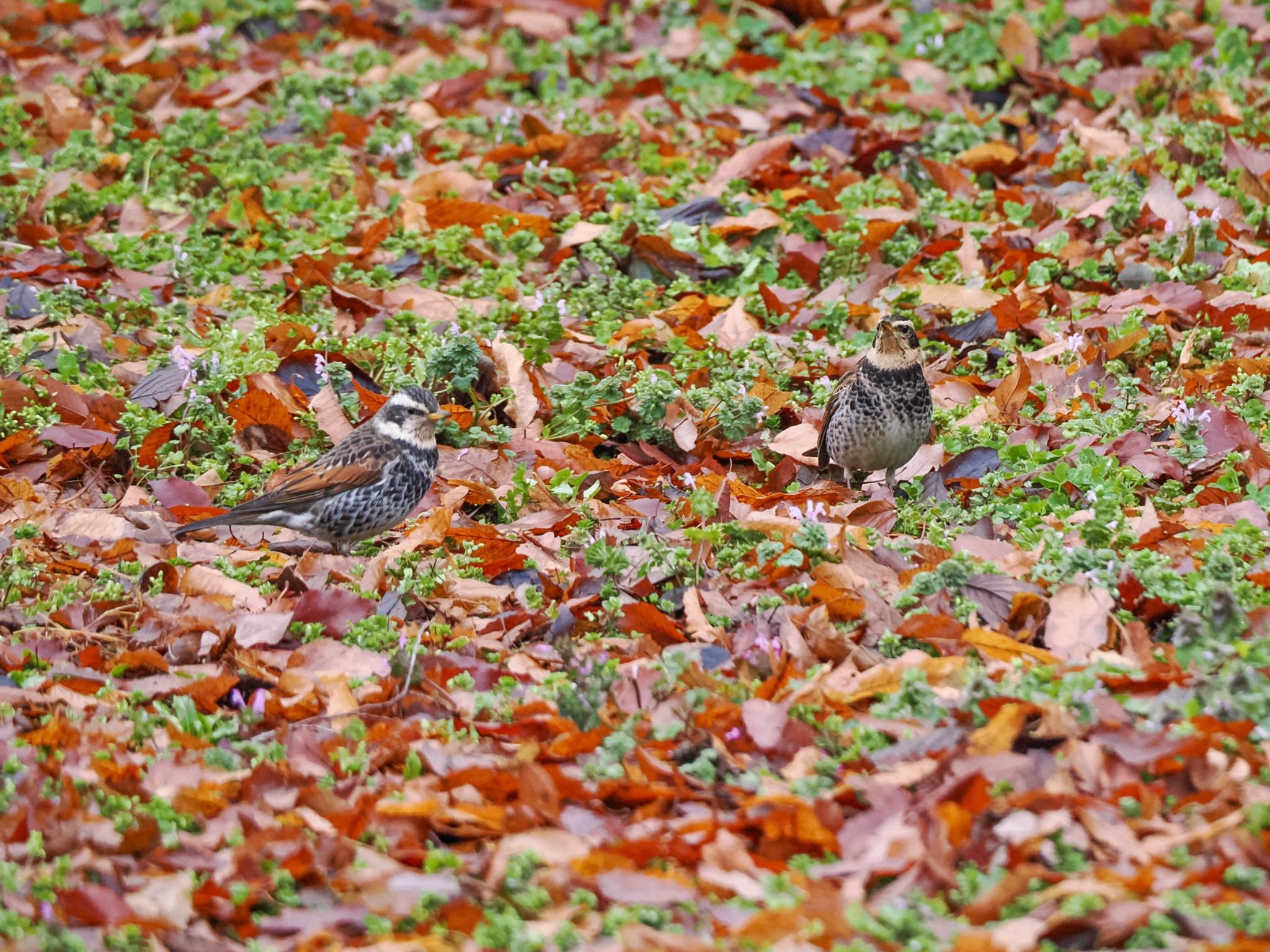 Dusky Thrush