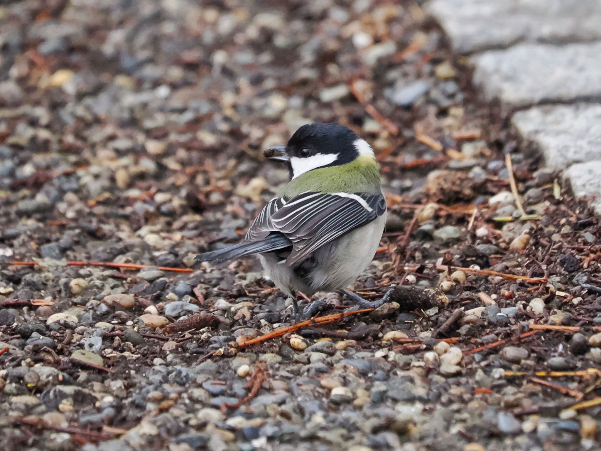 Japanese Tit