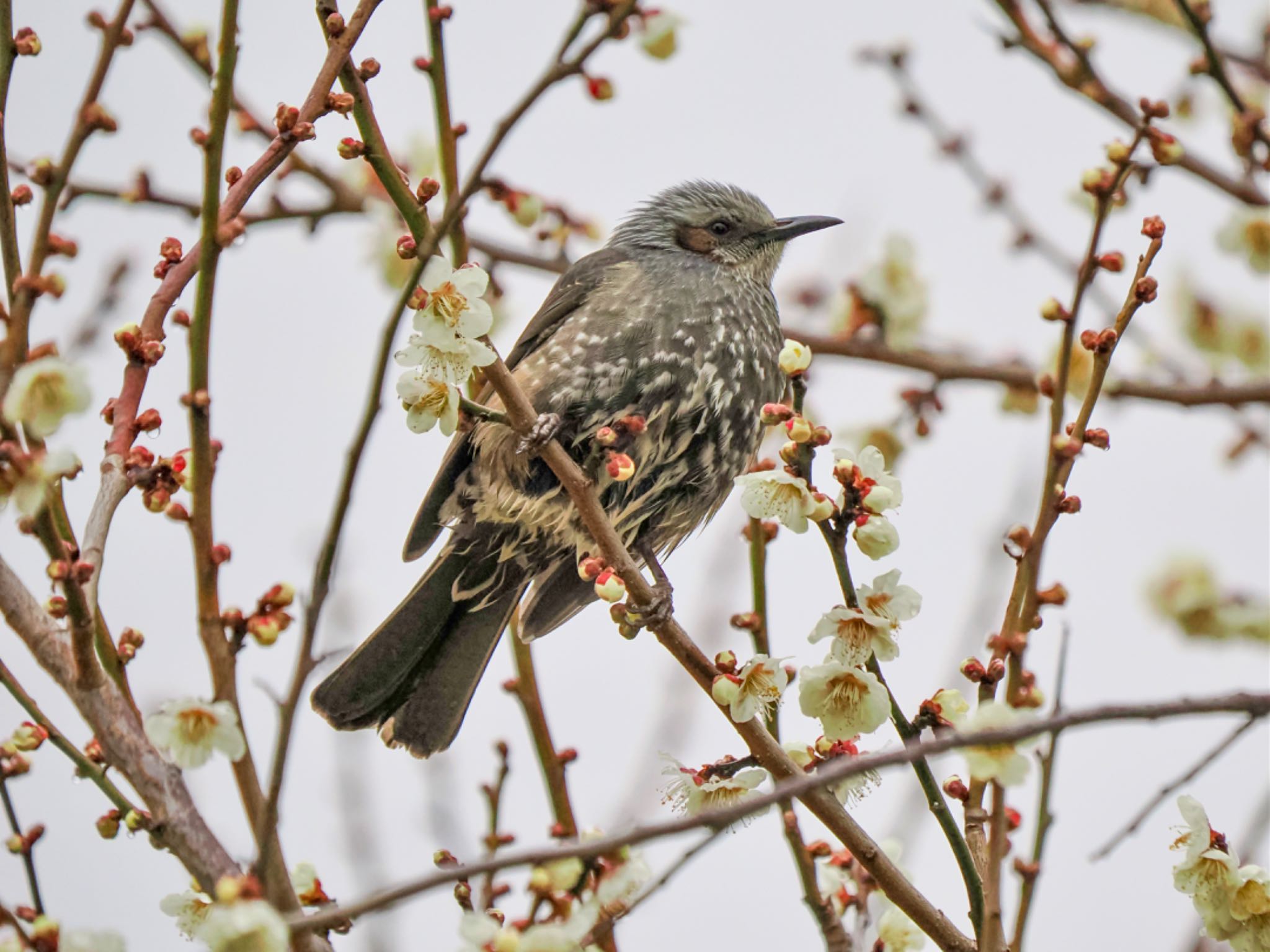 Brown-eared Bulbul