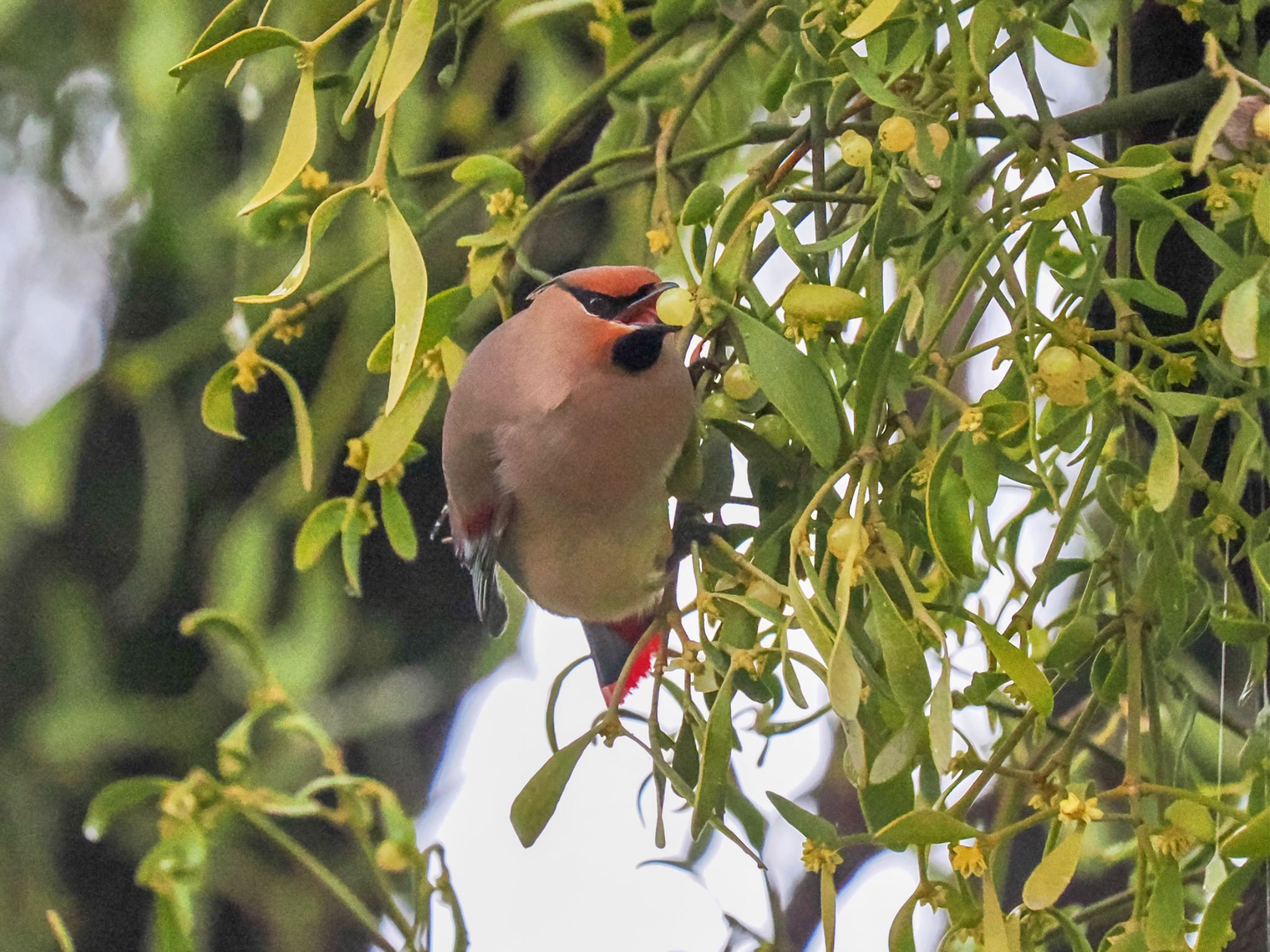 Japanese Waxwing