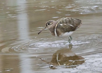 Greater Painted-snipe 神奈川県 Thu, 3/7/2024