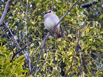 Fri, 2/23/2024 Birding report at 大室公園