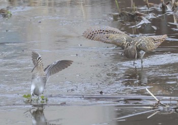 Greater Painted-snipe 神奈川県 Thu, 3/7/2024