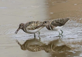 Greater Painted-snipe 神奈川県 Thu, 3/7/2024