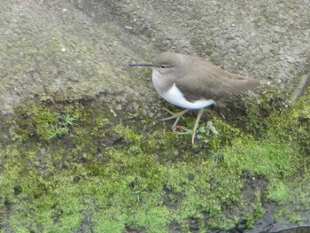 2018年12月9日(日) 恩田川(高瀬橋付近)の野鳥観察記録