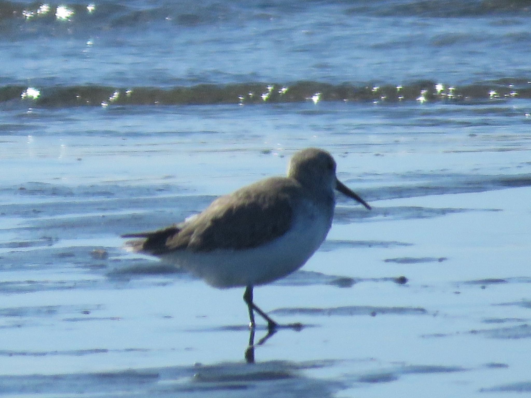 Dunlin