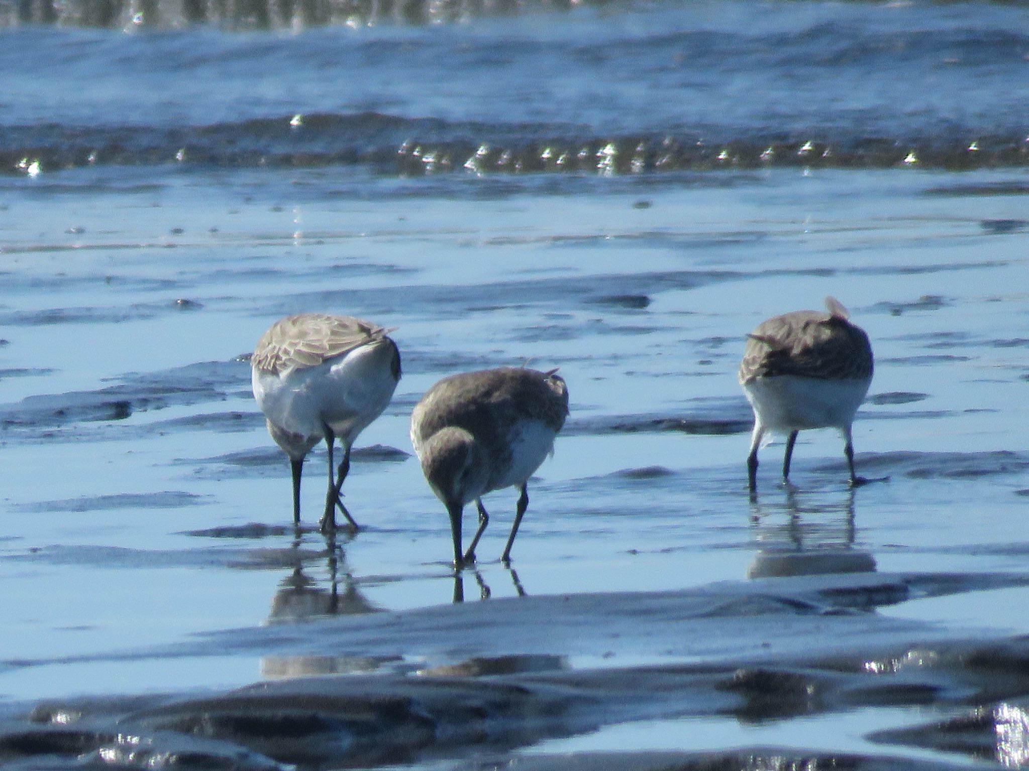 Dunlin